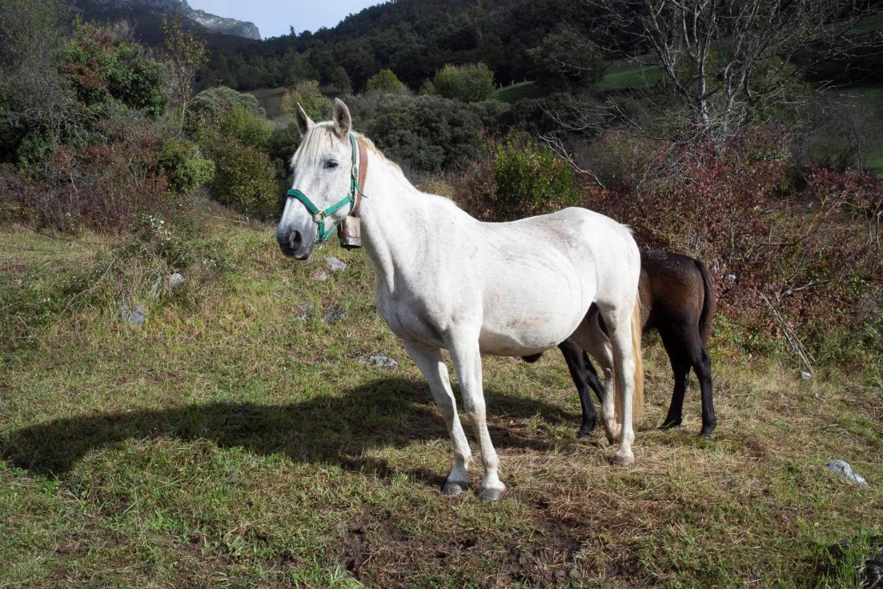 Apartamentos Los Picos De Europa Colio Екстер'єр фото